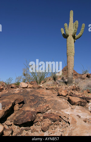 Saguaro-Kaktus in Kofa National Wildlife Refuge Stockfoto