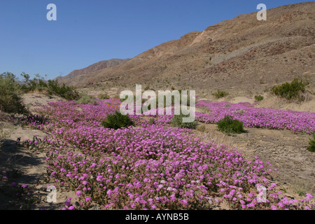 Teppich aus Sand Eisenkraut blüht im Anzo Borrego State Park Stockfoto