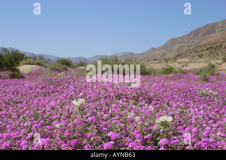 Teppich aus Sand Eisenkraut blüht im Anzo Borrego State Park Stockfoto