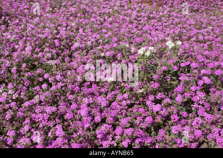 Teppich aus Sand Eisenkraut blüht im Anzo Borrego State Park Stockfoto