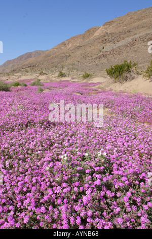Teppich aus Sand Eisenkraut blüht im Anzo Borrego State Park Stockfoto
