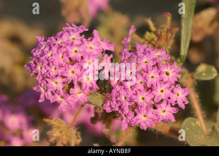 Sand-Verbena in voller Blüte Stockfoto