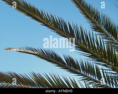 Unter einer Palme Stockfoto