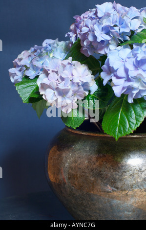 Leichte Blaue Hortensie Stockfoto