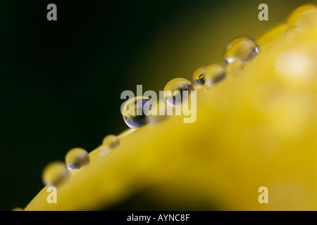 Narzissen-Blüten mit Wassertropfen Stockfoto