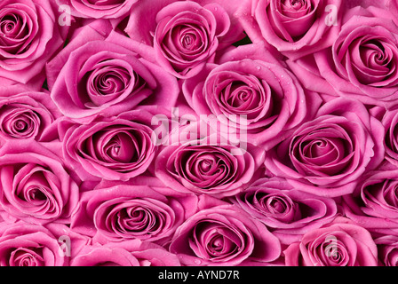 Schöne rosa Rosen. Stockfoto