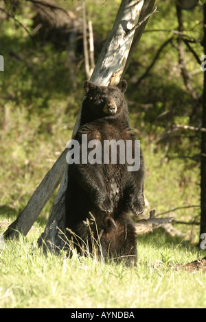 Großer Eber Schwarzbär kratzen zurück auf Baum Stockfoto