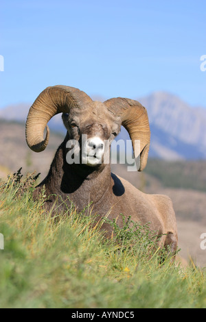 Bighorn Ram im Frühherbst Stockfoto