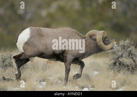 Bighorn Ram während Herbst Brunft Stockfoto