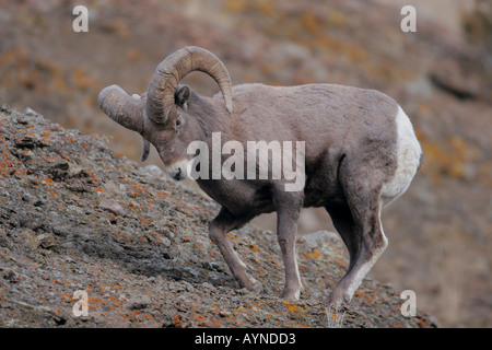 Bighorn Ram während Herbst Brunft Stockfoto