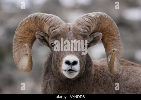 Bighorn Ram während Herbst Brunft Stockfoto