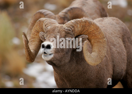 Bighorn Ram während Herbst Brunft Stockfoto