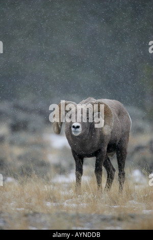 Bighorn Ram während Herbst Brunft Stockfoto