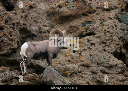 Bighorn Ram während Herbst Brunft Stockfoto