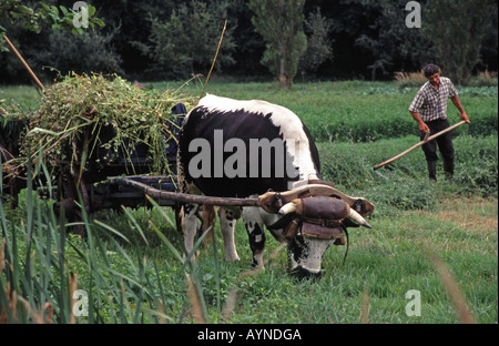 Frankreich. Traditionelle Landwirtschaft an der Ecomusee d ' Alsace in der Nähe von Mulhouse. Stockfoto