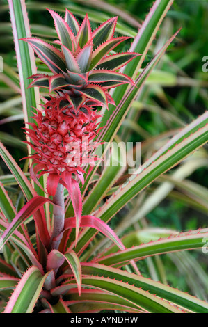 Fruchtung Stiel der ornamentalen rot bunt Ananas Stockfoto