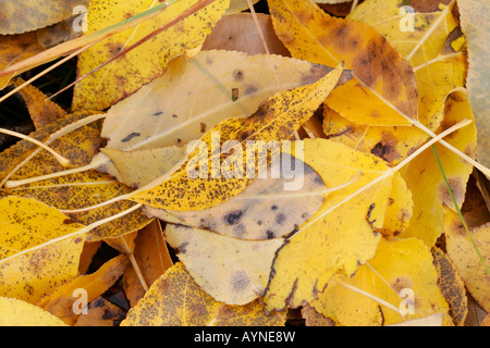 Nahaufnahme des goldenen Aspen hinterlässt auf dem Waldboden, Grand-Teton-Nationalpark, Wyoming, USA. Stockfoto