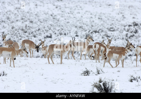 Stock Foto einer Gabelbock Herde im Schnee, Yellowstone-Nationalpark Stockfoto