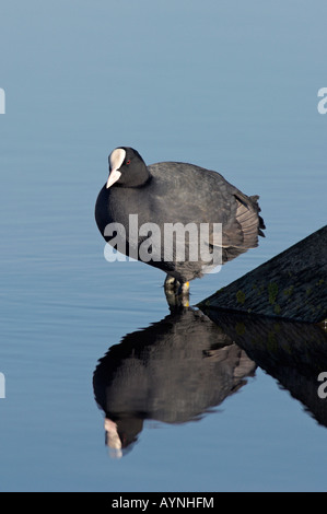 Gemeinsamen Blässhuhn, Fulica Atra, Erwachsener, Kent, England. Stockfoto