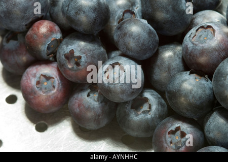 Nahaufnahme von frisch gepflückten Heidelbeeren Beeren Früchte Stockfoto