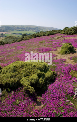 Blühende Heide auf Headon Warren Alum Bay Totland Isle of Wight Stockfoto