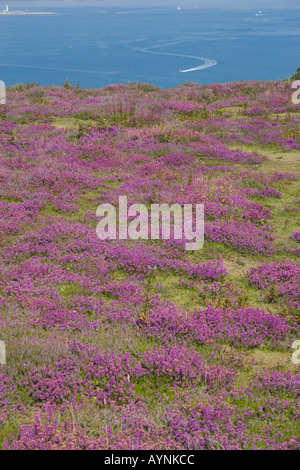 Blühende Heide auf Headon Warren Alum Bay Totland Isle of Wight Stockfoto