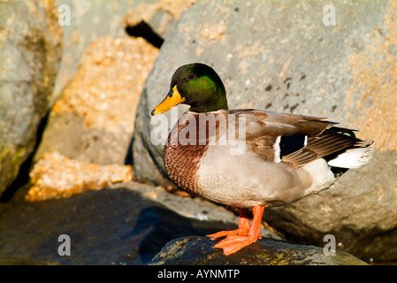 Mallard Duck männlichen Anas Platyrhynchos in der BRACCIANO See Italiens Stockfoto