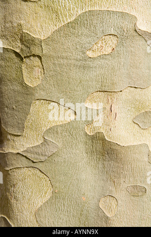 ^ Rinde von einem ^ Platane (Platanus oder Ahorn), UK. Stockfoto