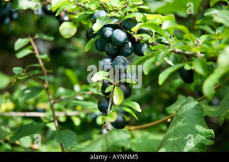 Nahaufnahme von wildem Schlehen Schlehen Beerenbeeren prunus spinosa England UK Vereinigtes Königreich GB Großbritannien Stockfoto