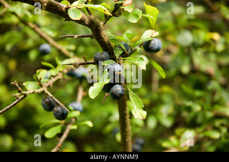 Nahaufnahme von wildem Schlehen Schlehen Beerenbeeren prunus spinosa England UK Vereinigtes Königreich GB Großbritannien Stockfoto