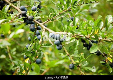 Nahaufnahme von wildem Schlehen Schlehen Beerenbeeren prunus spinosa England UK Vereinigtes Königreich GB Großbritannien Stockfoto