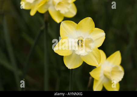 Gelbe Narzissen Stockfoto