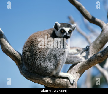 Katta Lemur (Lemur Catta) Inuyama Affenpark, Japan Stockfoto