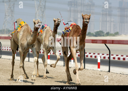 Dubai Camel Race Course Jockey Roboter Trainingsrennen im frühen Morgen und späten Nachmittag Hochhäuser an der Sheikh Zayed Road in der Stockfoto