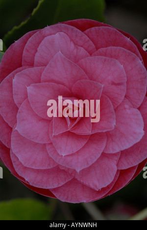 Camellia Japonica Nahaufnahme von Flowe. Stockfoto
