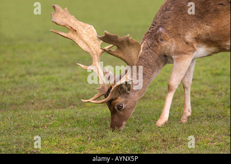 Männlicher Damhirsch Dama Dama Fütterung einige grüne Gras Stockfoto