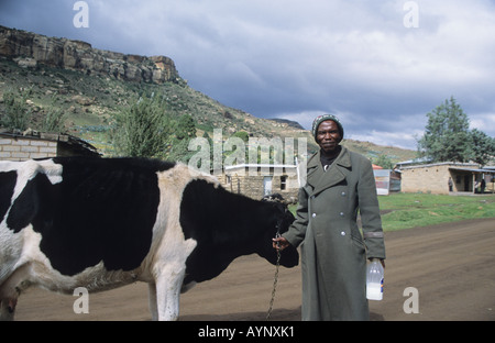 Mann an der Spitze seiner Kuh in einem Highland Dorf, Königreich Lesotho, Südafrika Stockfoto