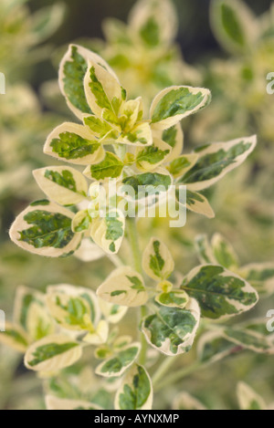 Origanum Vulgare "Country Cream" (wilder Majoran, Oregano) Stockfoto