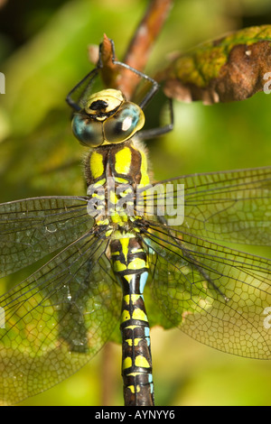 Südlichen Hawker (südliche Aeshna) Libelle, Aeshna Cyanea, männlich. Stockfoto