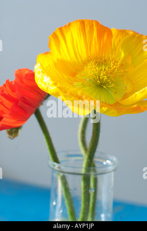 Mohn in der vase Stockfoto