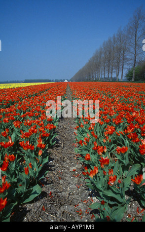 HOLLAND-Landwirtschaft-Blumen Stockfoto
