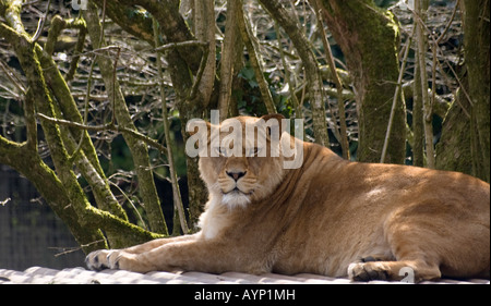 Barbary Löwin (Panthera Leo Leo) ruhen im Gehäuse Stockfoto