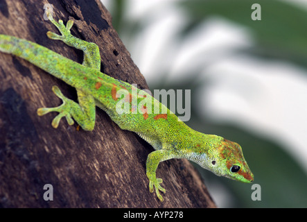 Nahaufnahme von Gecko Eidechse auf Baumstamm Stockfoto
