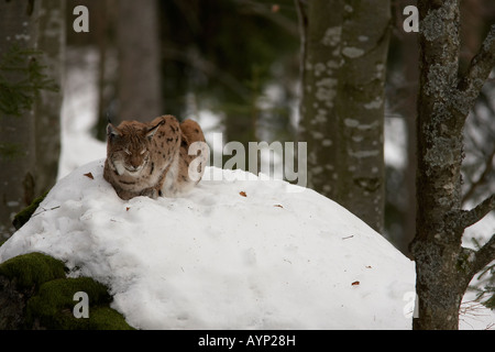 Eurasischer Luchs Lynx Lynx Bayerischer Wald Deutschland Erwachsenfrau schlafen im Schnee Stockfoto