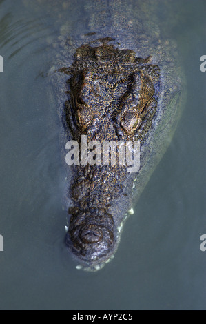 Nahaufnahme des Kopfes des Nil-Krokodil Stockfoto