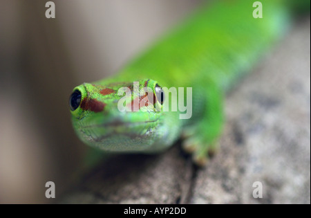 Nahaufnahme von Gecko Eidechse auf Baumstamm Stockfoto