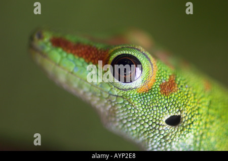 Nahaufnahme von Gecko Eidechse Stockfoto