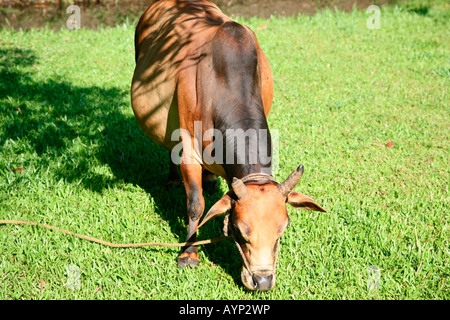 Vechoor Kuh, eine gefährdete Spezies Kuh gefunden in Kerala, Indien Stockfoto