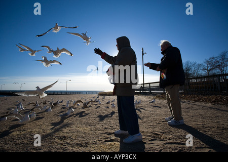 Ein Senioren-paar füttert Möwen am Strand in West Haven Connecticut als Teil ihrer täglichen Spaziergang entlang Stockfoto