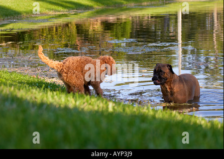 Bullmastiff golden Doodle Hunde Welpen Hund spielen Grasgrün Dogge